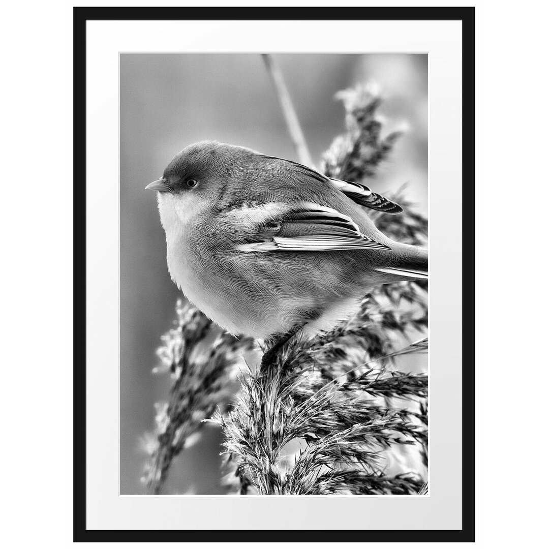 Gerahmtes Poster Kleiner Vogel auf Weizen