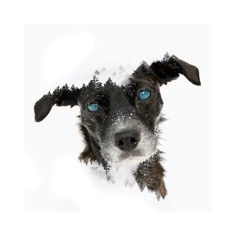 Dog 1 Piece Wall Art on Canvas, 30.48 cm H x 30.48 cm W, Wrapped Canvas