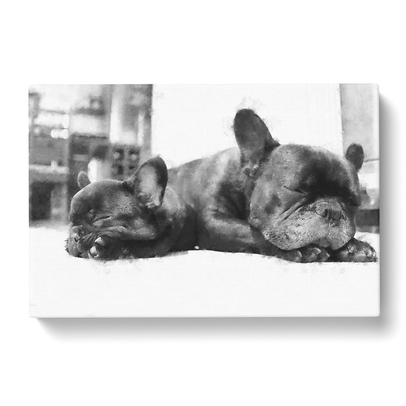 Two French Bulldogs - Wrapped Canvas, 35cm H x 50cm W x 3cm D