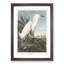 Snowy Heron by John Audubon - Picture Frame Painting Print-55618743-55618748