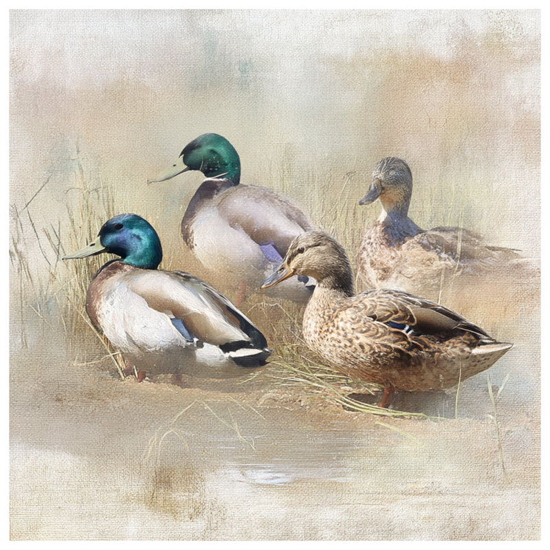 Coussins Mallard Ducks In Field, 16 po x 16 po