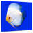 Brampt Pompadour Discus Fish