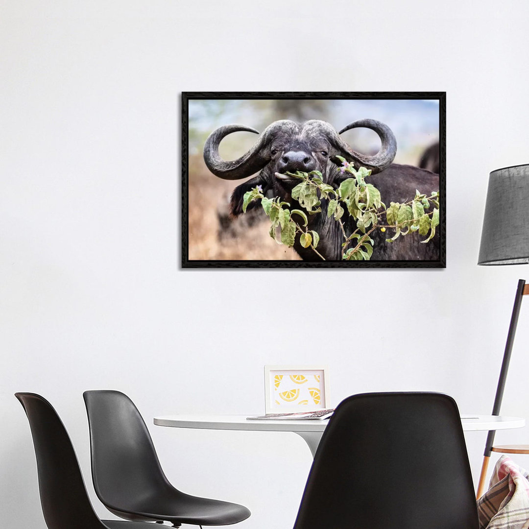 Closeup Cape Buffalo Eating Flower von Susan Richey - Gallery-Wrapped Canvas Giclée