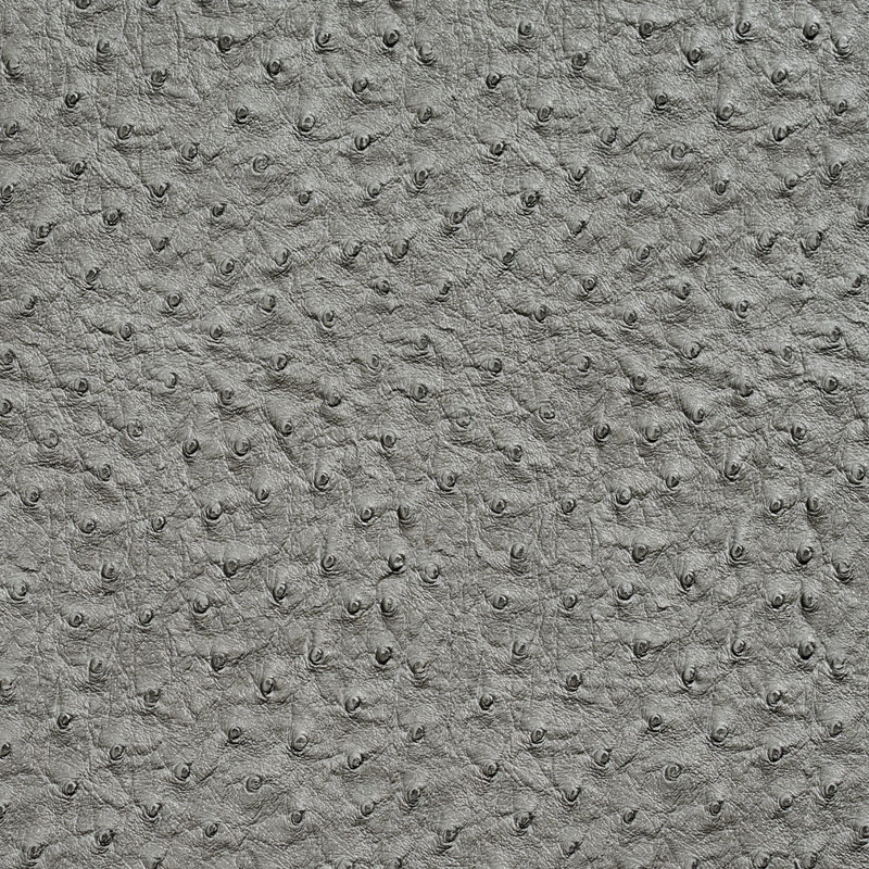 Autruche, Gris