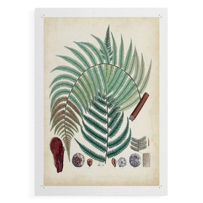 Collection de fougères I - impression sur toile seulement - non encadrée