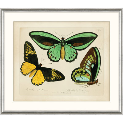 Oken's Naturalist Butterfly I Print