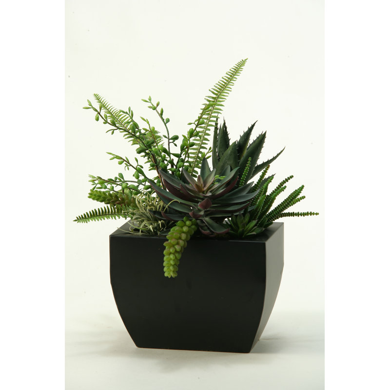 Aloe, echeveria, plantes grasses de bureau en pot de fleurs