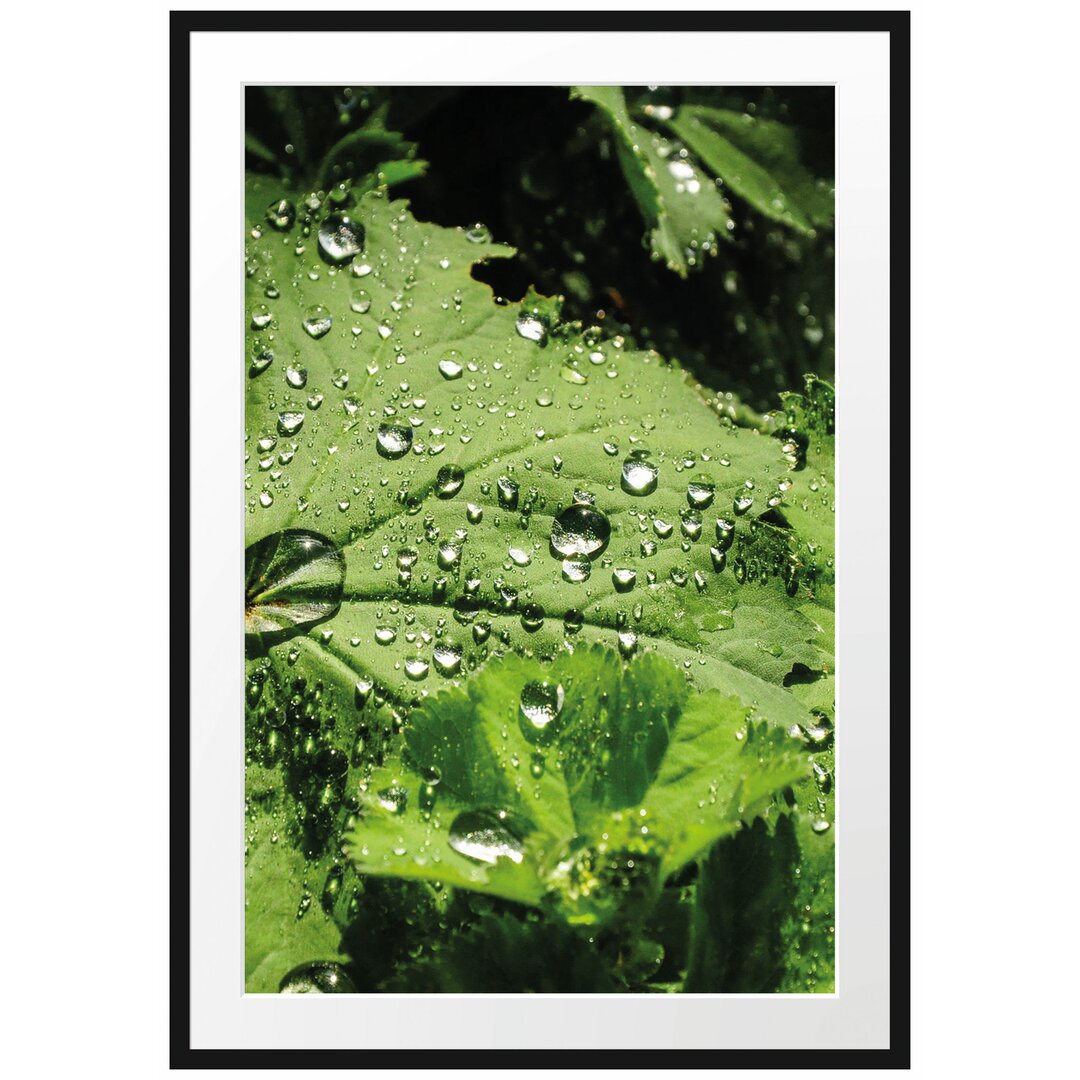 Gerahmtes Poster Wassertropfen auf Blatt