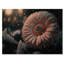 Une fleur de gerbera rose en hiver III - Impression sur toile-38037450-38037449