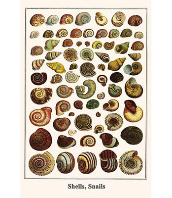 « shell escargots » par albertus, impression seba