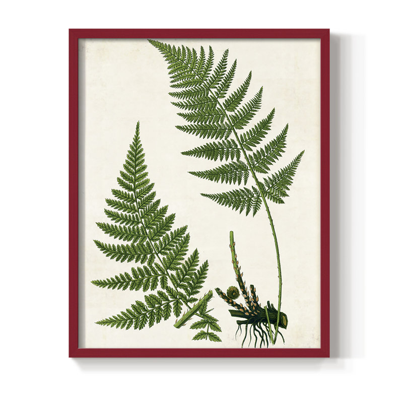 Impression encadrée Fern II - bois massif, H 30 po x l 24 po, Rouge