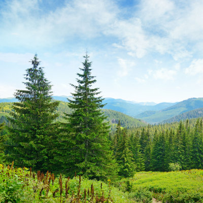 " Beautiful Pine Trees "