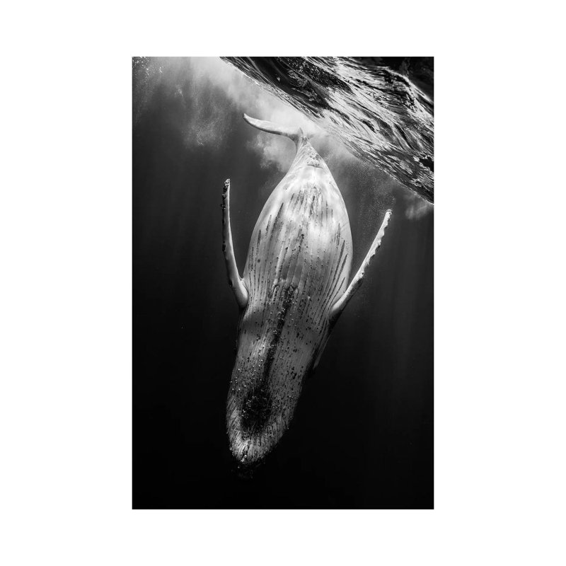 Black & Whale by Barathieu Gabriel - Wrapped Canvas Print