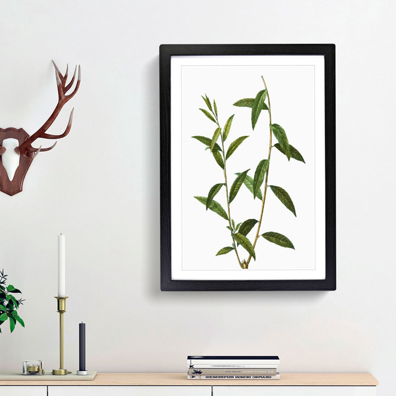Golden Willow Tree Branch by Pierre-Joseph Redoute - Framed Print, 48cm H x 36cm W x 2cm D, Black Framed