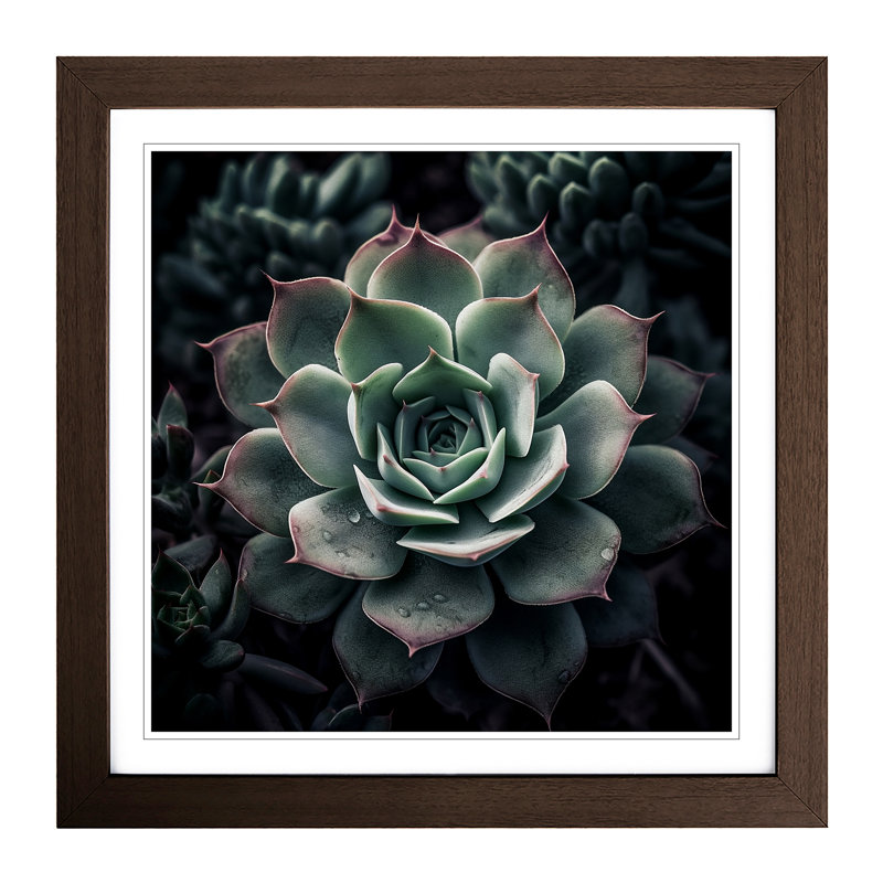 Succulent Photograph - Single Picture Frame Print on Wood, Walnut