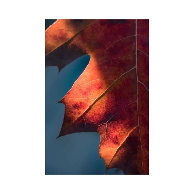 Autumn Sweetness by Philippe Sainte-Laudy - Print on Canvas, 30.48 cm H x 45.72 cm W, Wrapped Canvas