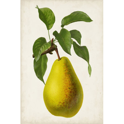 Antique Fruit VII by Vision Studio - Painting