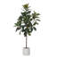 Arbre de magnolia 70 po