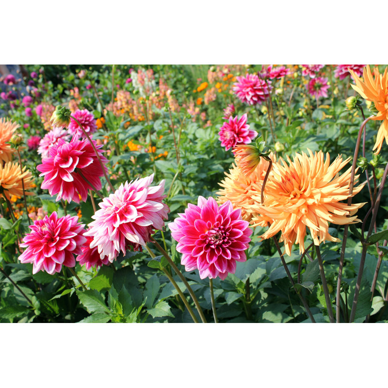 Dahlias par Samsty - Photographie sur toile tendue, H 12 po x l 18 po