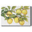 Toile tendue «Ripe for Picks II»-490551944