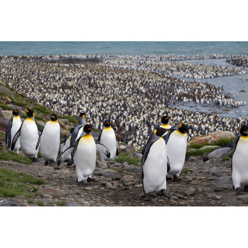 March Of The King Penguins South Georgia by Burroblando - Wrapped Canvas Print, 20cm H x 30cm W 