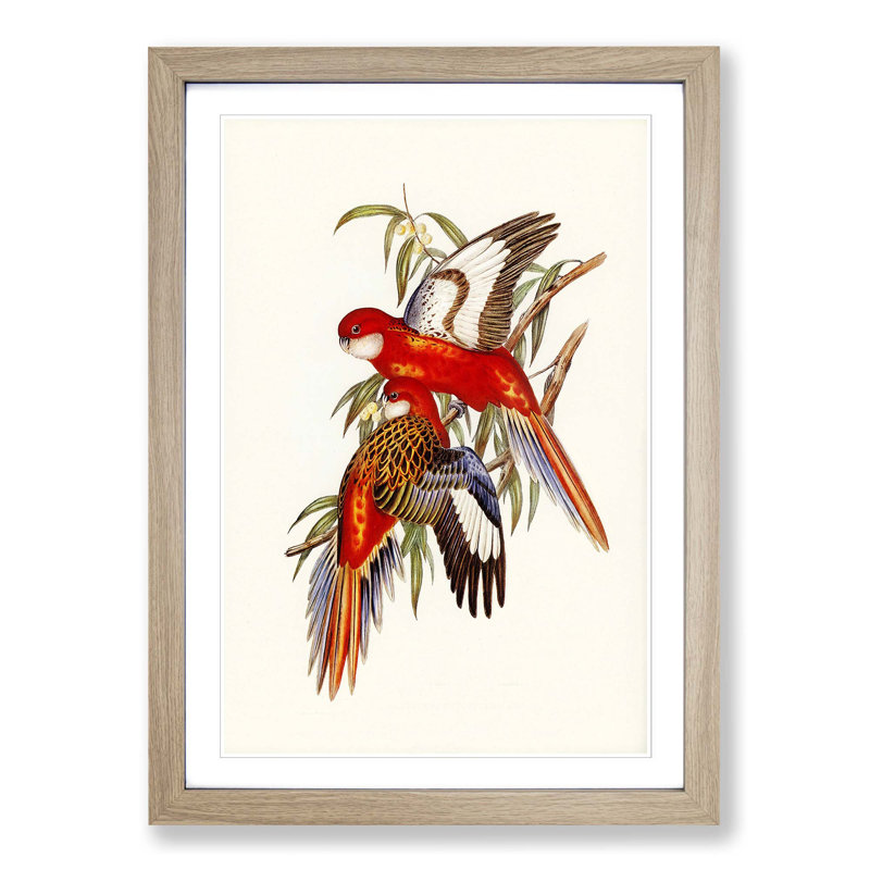 Fiery Parakeets by Elizabeth Gould - Picture Frame Art Print, Oak Framed, 48cm H x 36cm W x 2cm D
