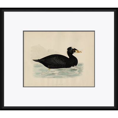 Paul Cezanne " Duck Series: Surf Scoter " by Paul Cezanne