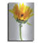 «Tournesol au soleil» par Pamela Plummer-1532072504