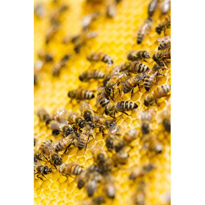Bees - Wrapped Canvas Print