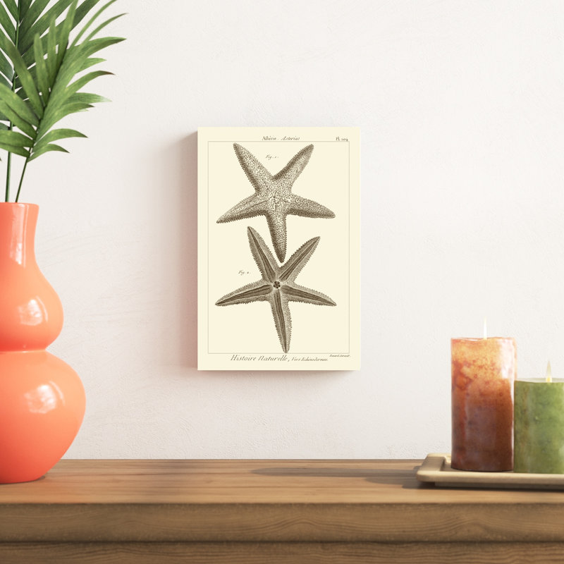 «Striking Starfish I», impression sur toile, H 12 po x l 8 po, Toile tendue