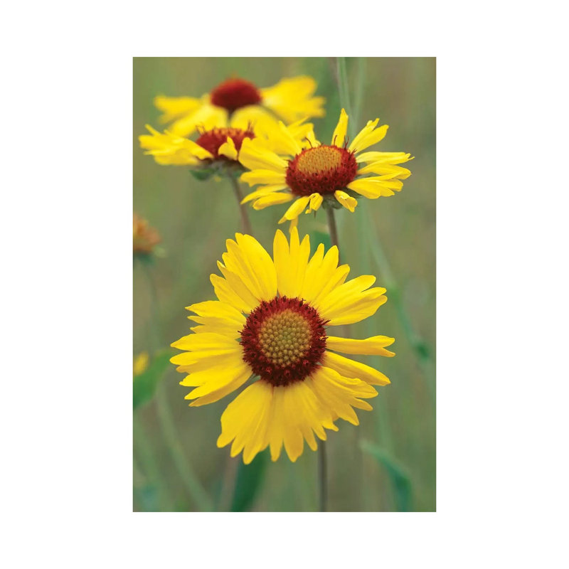 Blanketflower Close Up Showing Dense Pistils In Center, North America by Tim Fitzharris - No Frame Gallery-Wrapped Canvas Giclée on Canvas