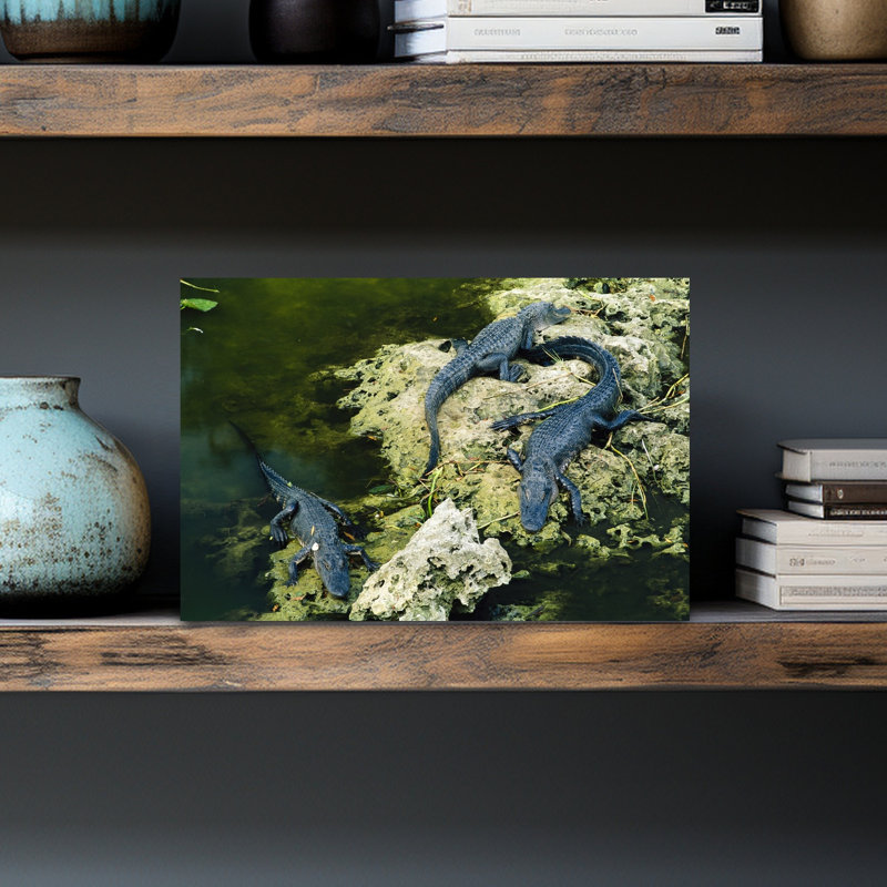 Alligators Resting In Swamp, Everglades National Park, Florida, Usa Contemporary Wall Art, H 12 po x l 18 po