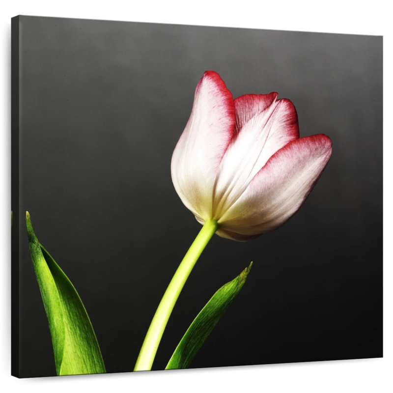 Harnek Red Tipped White Tulips