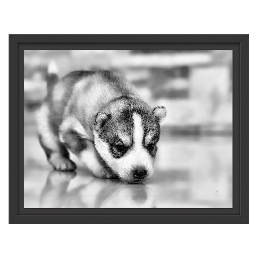 Gerahmtes Wandbild Husky Welpe