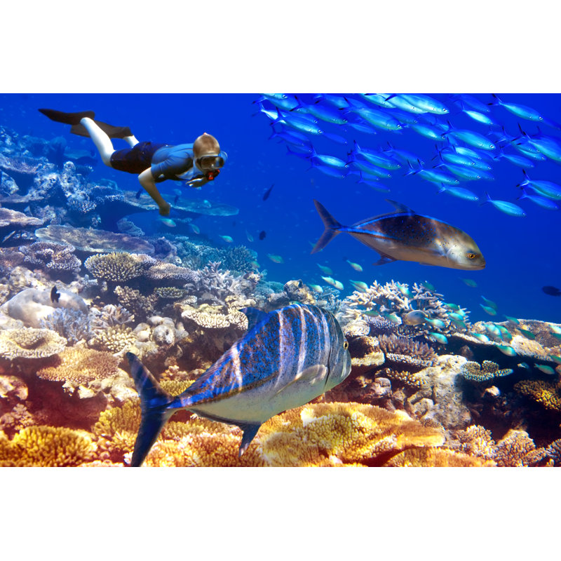 Corals And Tropical Fishes - Wrapped Canvas Print, 81cm H x 122cm W x 3.8cm D