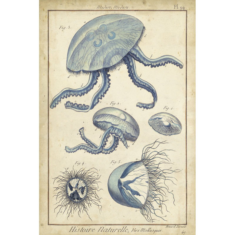 Lamarck Medusa II by Lamarck - Wrapped Canvas Print, 46cm H x 30cm W