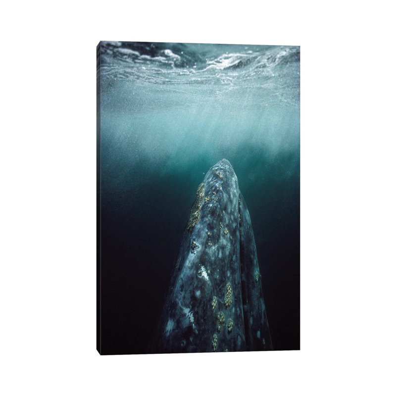 Grey Whale Adult Underwater In Breeding Lagoon, Magdalena Bay, Baja California, Mexico by Tui De Roy - Wrapped Canvas Print