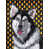 Alaskan (Grey and Black)