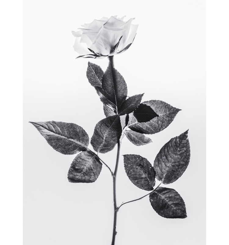 Wrapped Canvas Print, 76.2 cm H x 50.8 cm W