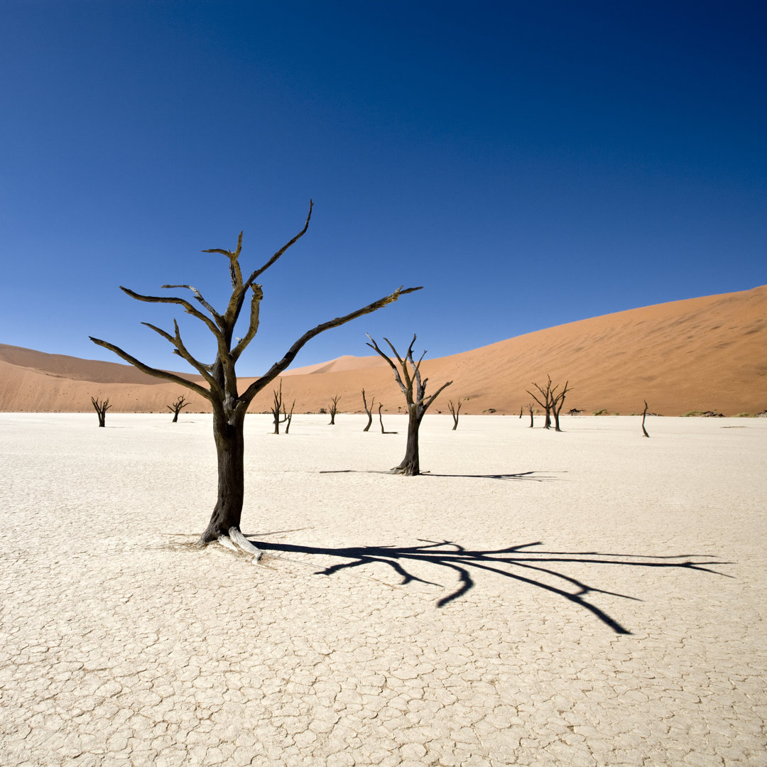 Beautiful Desert Dead Vlei von Mlenny - Leinwandbild