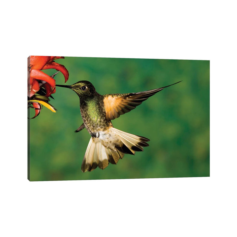 Buff-Tailed Coronet Hummingbird Feeding On Flower by Tom Vezo - Wrapped Canvas Print, 20.32 cm H x 30.48 cm W