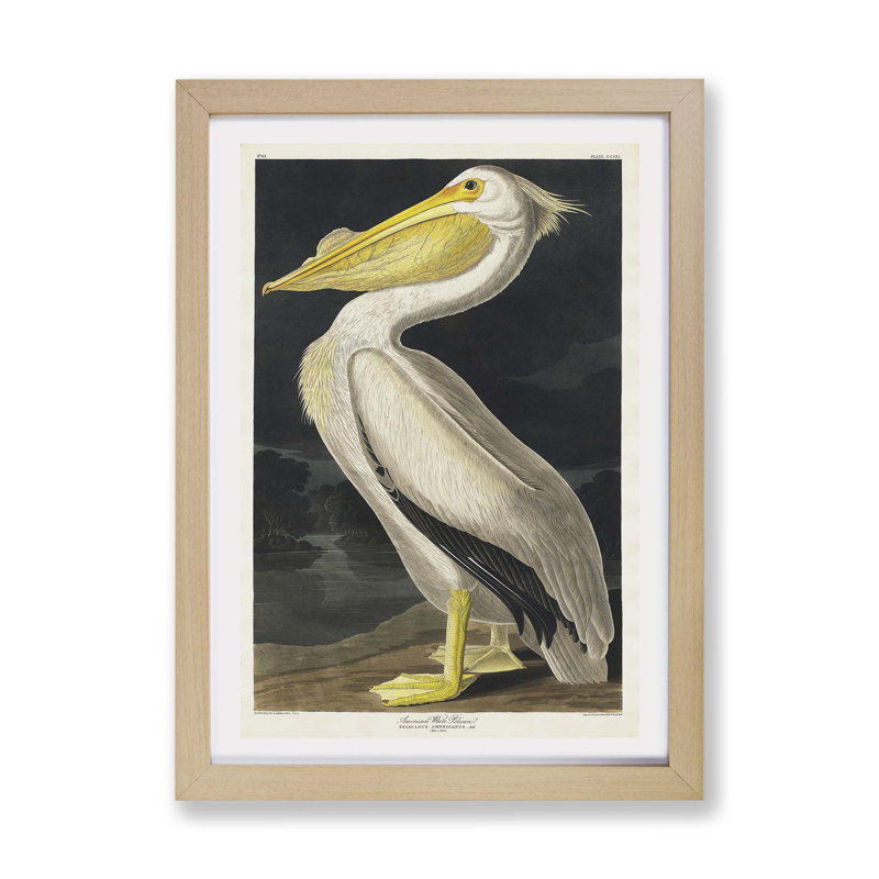 American White Pelican by John James Audubon - Wall Art, 62cm H x 87cm W x 2cm D, Oak Framed Paper