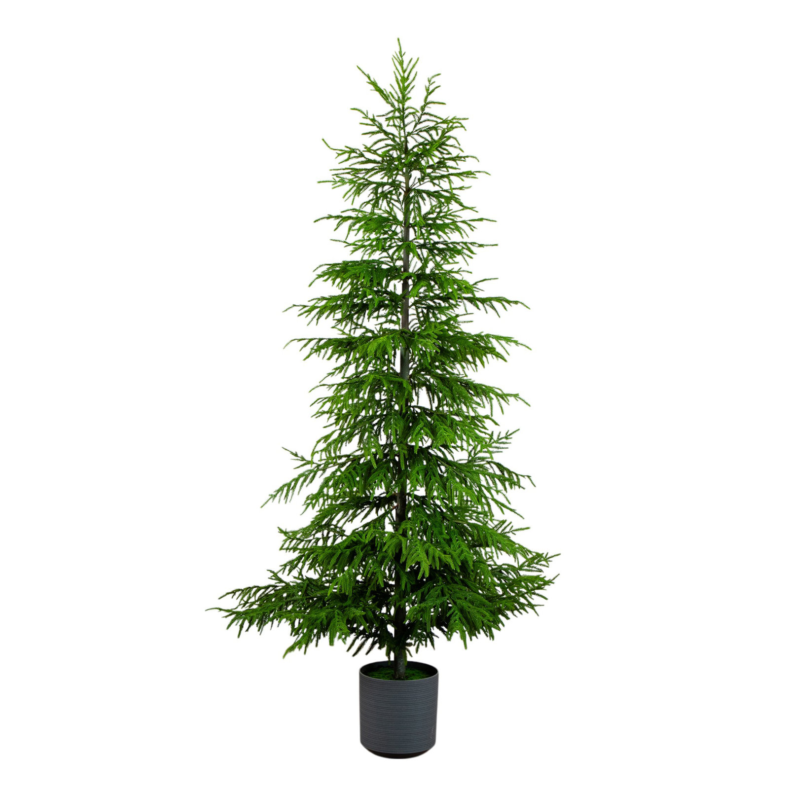 Pine Christmas Tree, 8" H x 48" W x 11" D