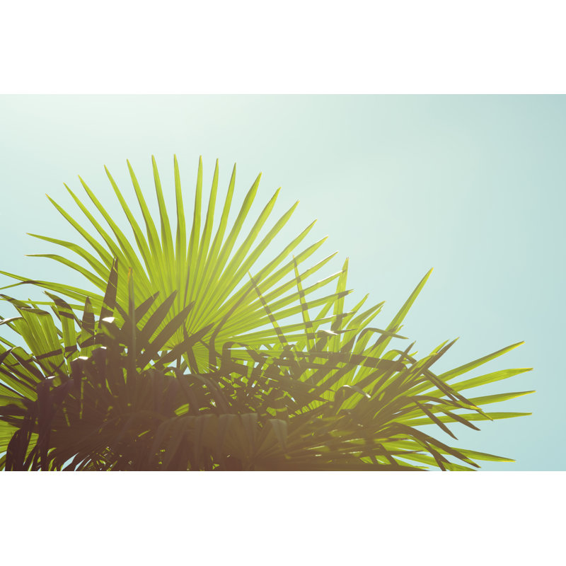 Sunny Palms I by Sonja Quintero - Photograph Print, 61cm H x 91cm W, Wrapped Canvas