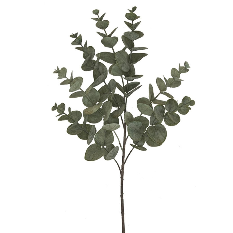 Fumée d'eucalyptus, plantes et arbres