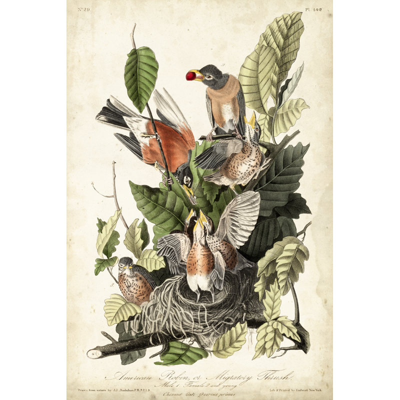 Audubons American Robin, H 18 po x l 12 po x P 1,25 po