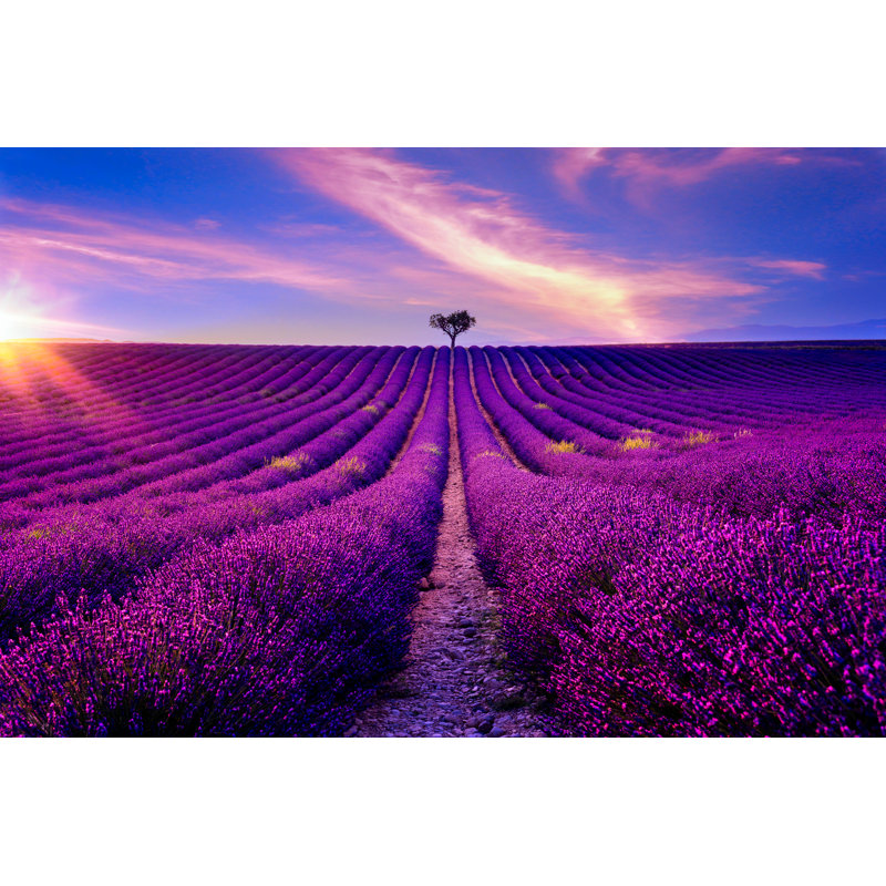 Eady Field Of Lavender - Wrapped Canvas Print, 20cm H x 30cm W x 3.8cm D