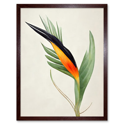 Tropical Bird Of Paradise Flower - Print