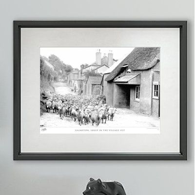 Galmpton, Sheep In The Village 1927 - Single Picture Frame Print