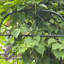 Treillis de jardin en métal